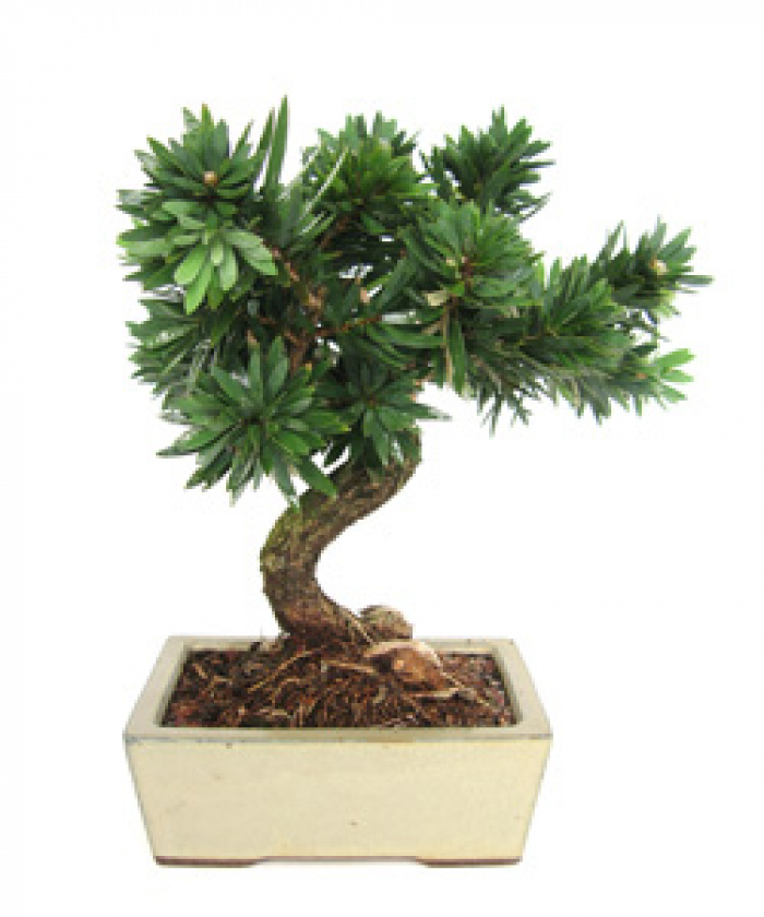 Bonsai mediteranean Callistemon – imaginea 1