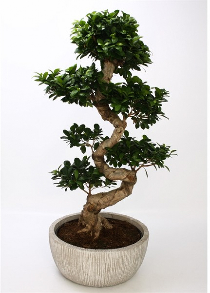 Bonsai 10 ani Ginseng 100 cm