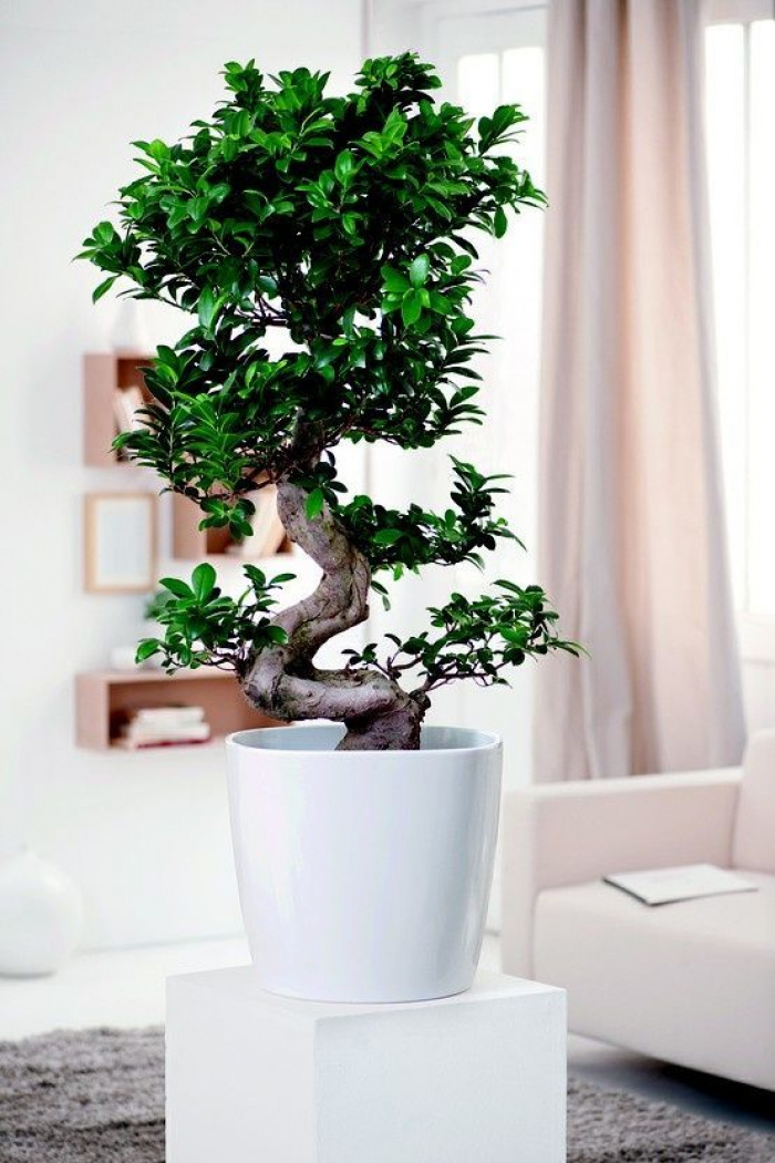 Bonsai 10 ani Ginseng 100 cm