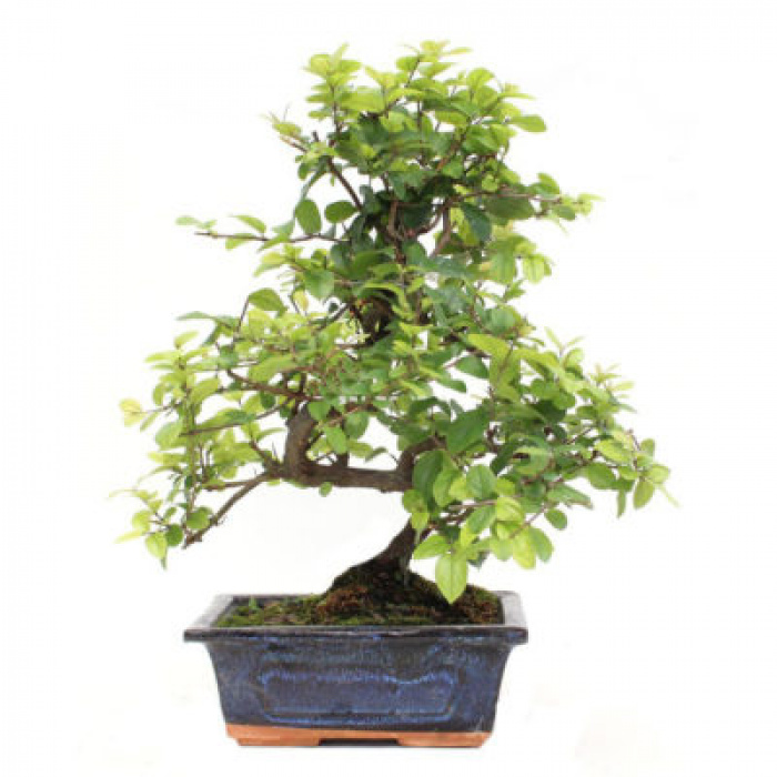 Bonsai Sageretia 5 ani – imaginea 1
