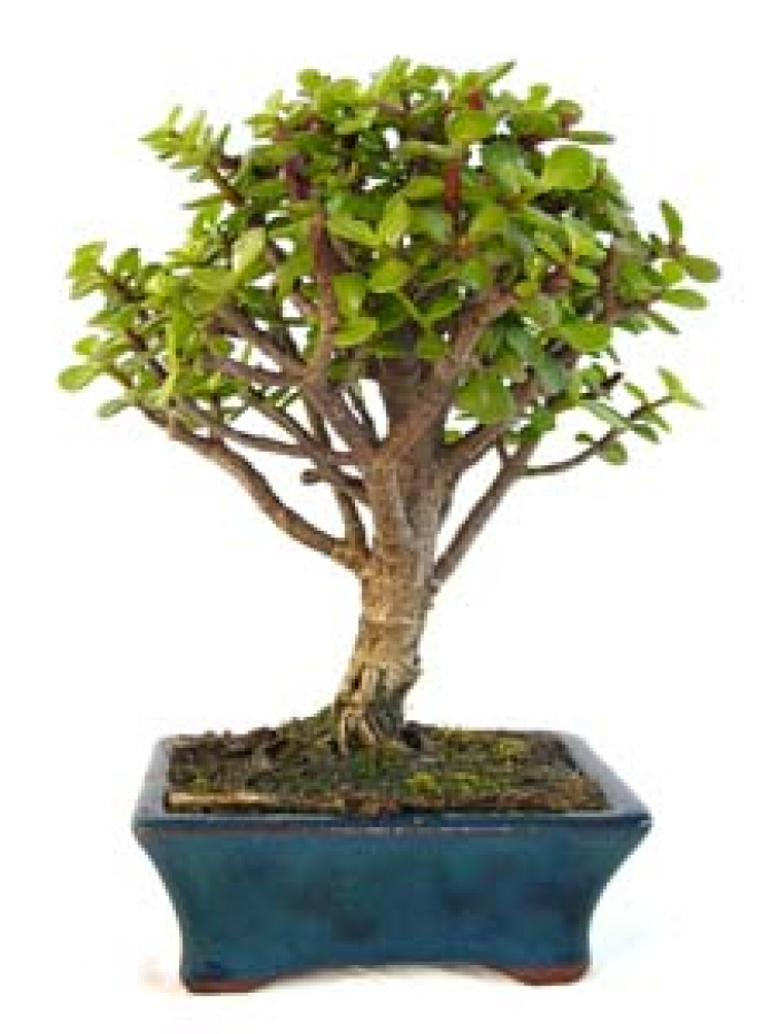 Mini bonsai asiatic – imaginea 1