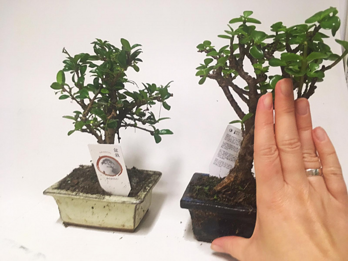 Mini bonsai asiatic – imaginea 3