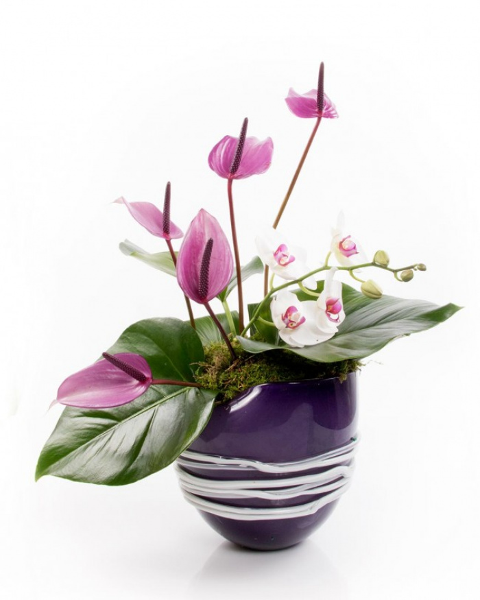 Splendoare cu orhidee si anthurium – imaginea 1