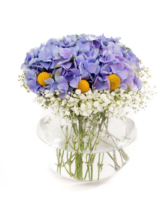 Hortensii albastre, gypsophila si craspedia – imaginea 1