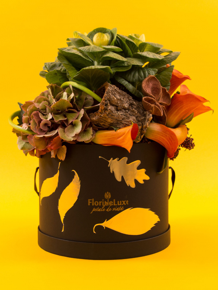 Cutie cale caramel, brassica si hortensii