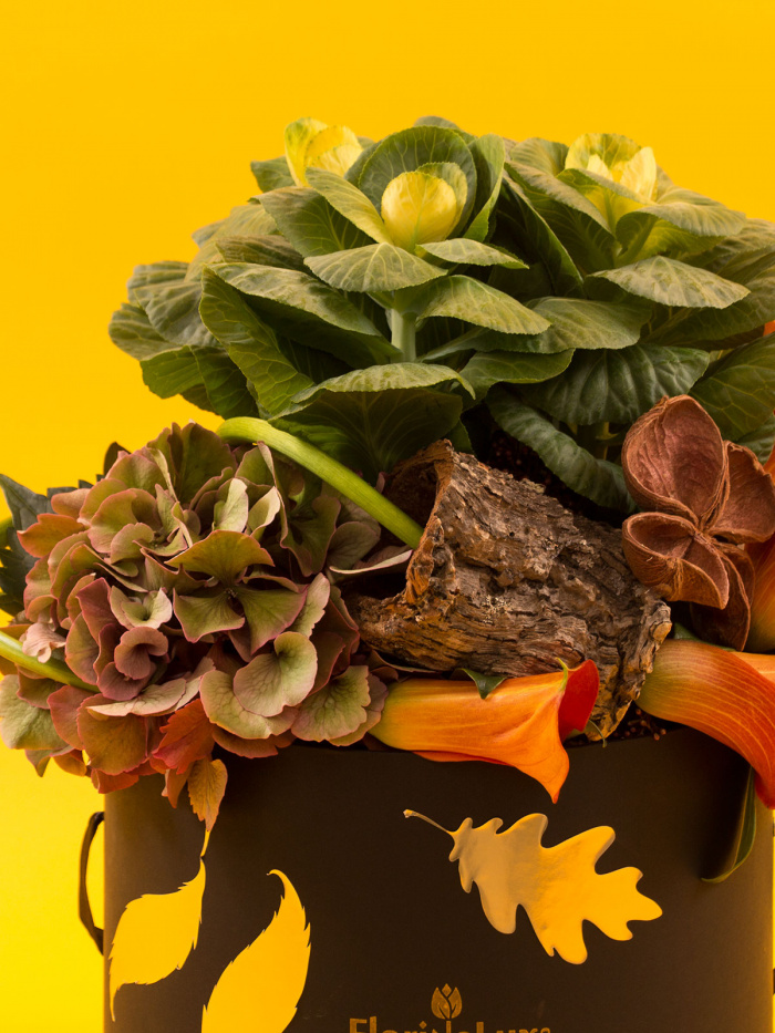 Cutie cale caramel, brassica si hortensii