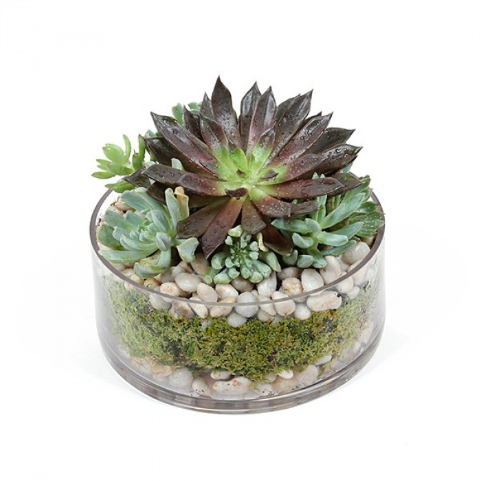 Ansamblu plante suculente