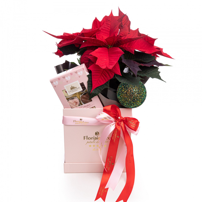 Craciunita poinsettia cadou