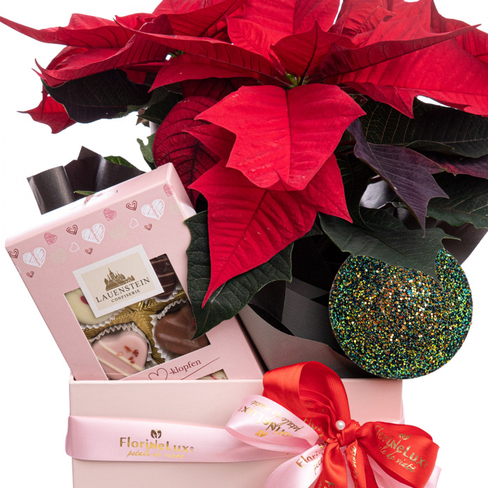 Craciunita poinsettia cadou