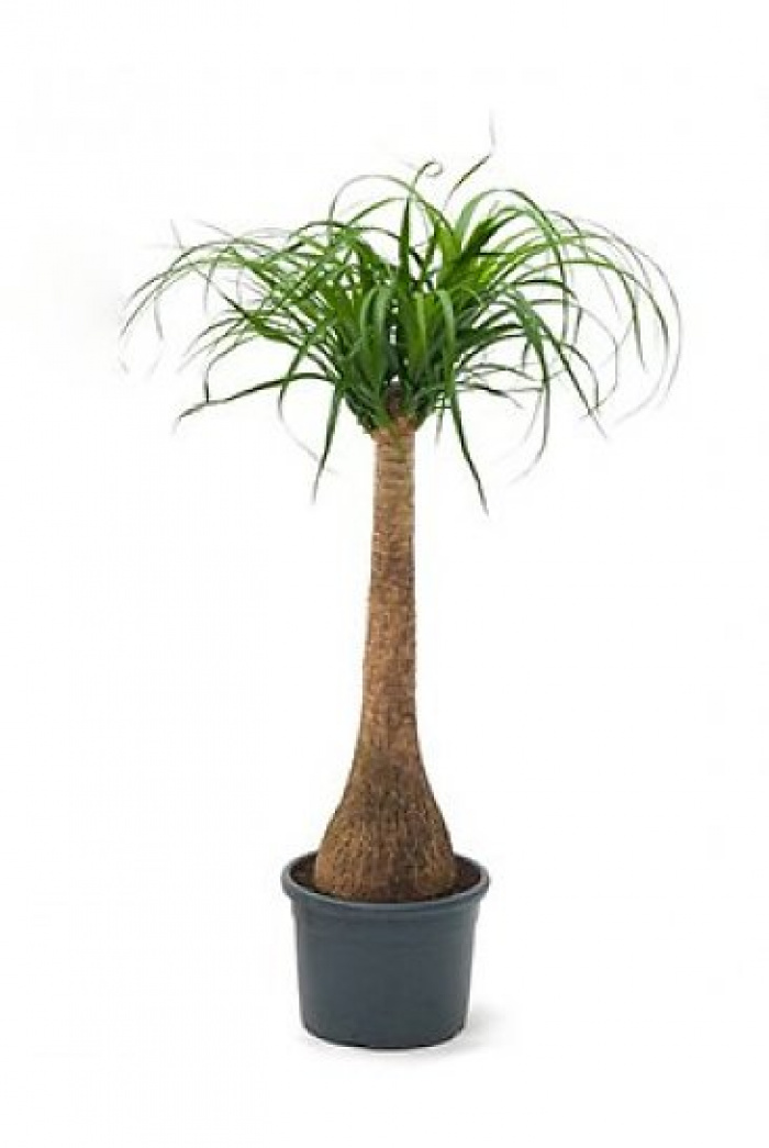 Planta Beaucarnea Nolina 140-160 cm – imaginea 1