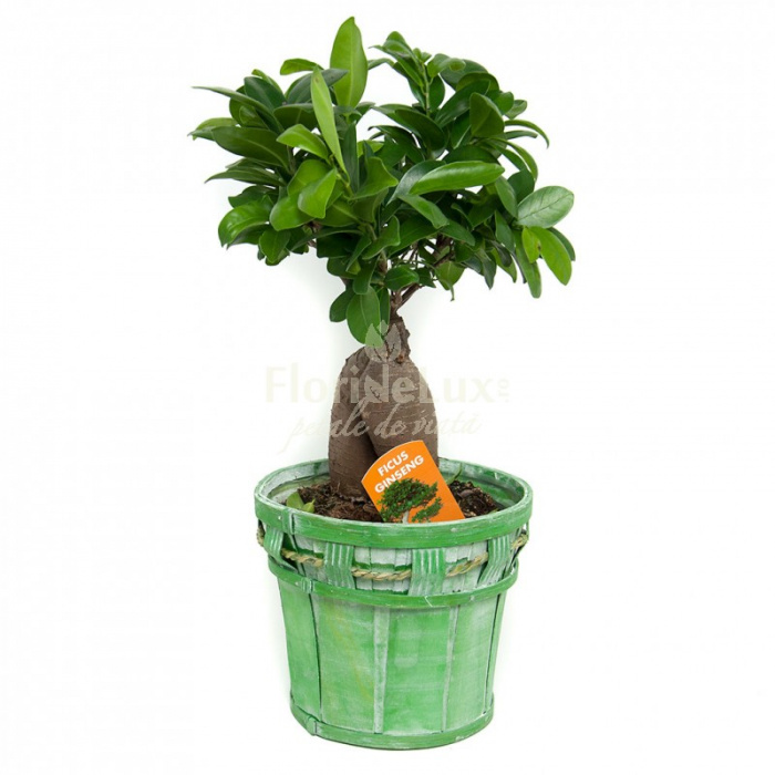 Ficus Microcarpa Bonsai – imaginea 1