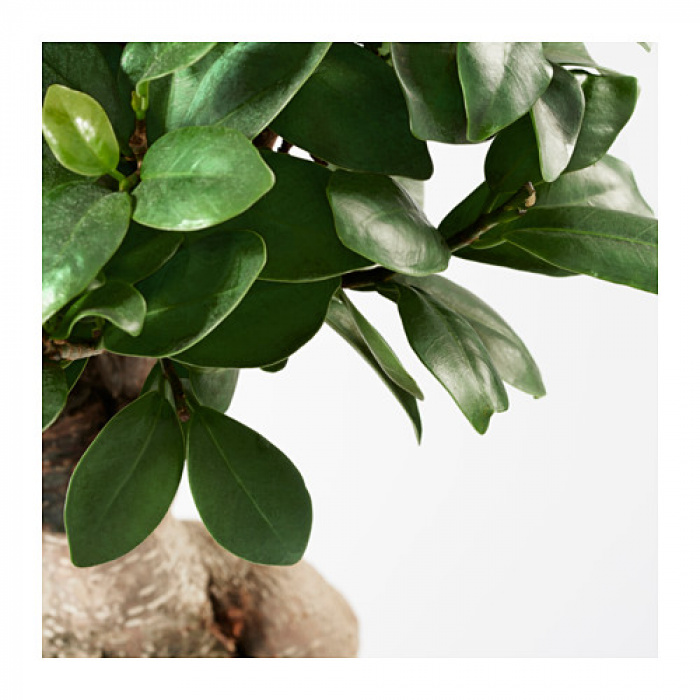 Ficus Microcarpa Bonsai – imaginea 2