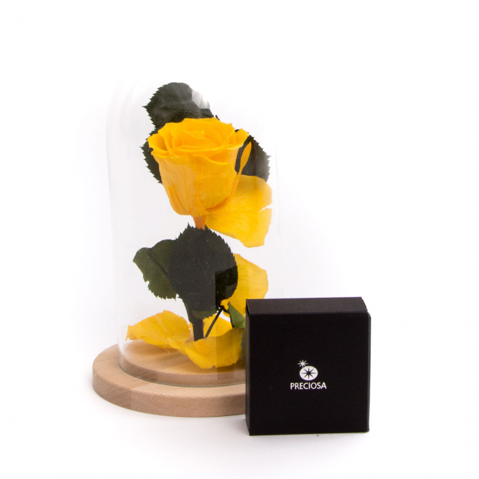 Cupola Sunny Days si bijuterie – imaginea 1
