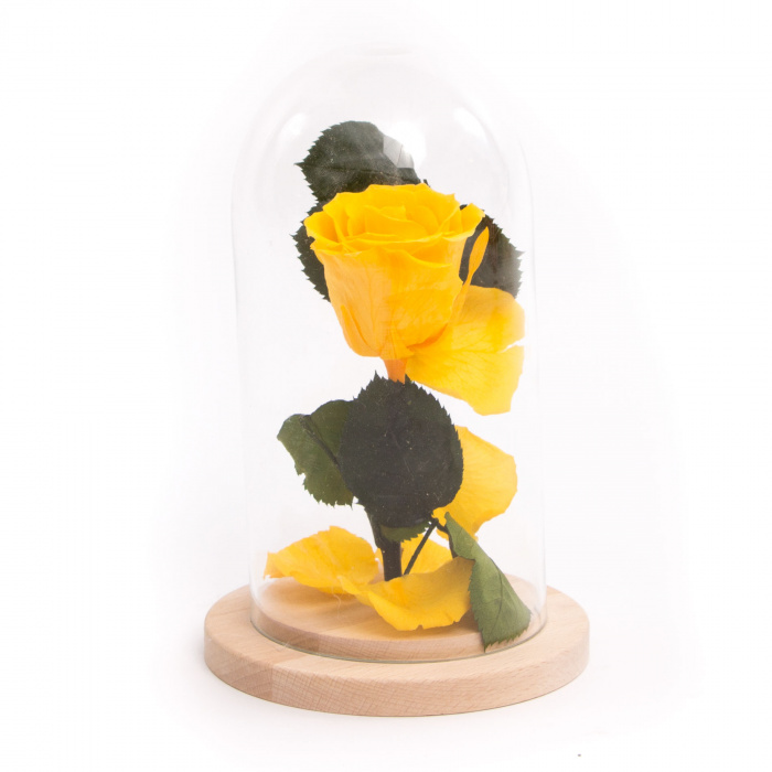 Cupola Sunny Days si bijuterie – imaginea 2