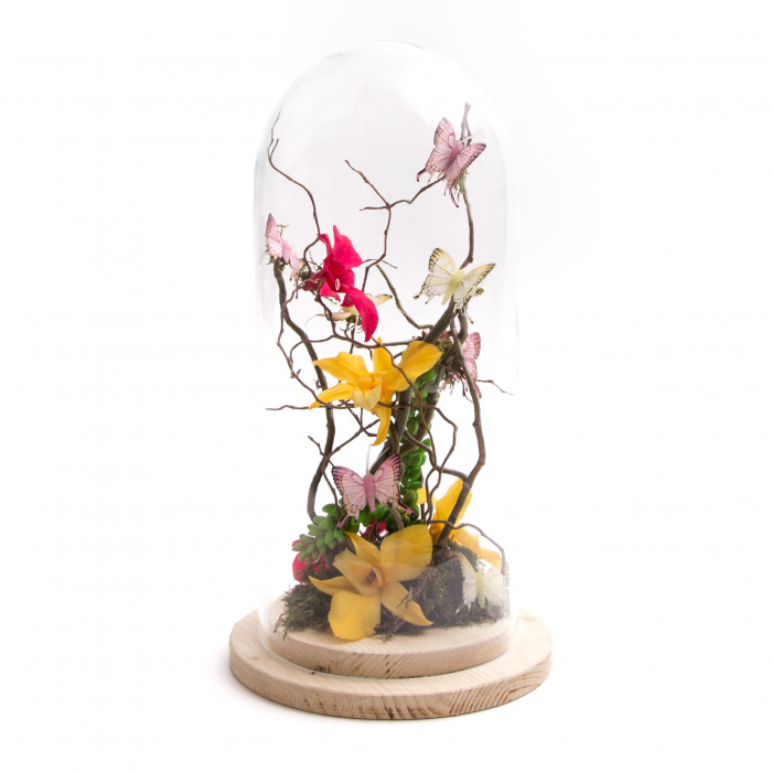 Orhidee criogenata in cupola – imaginea 1