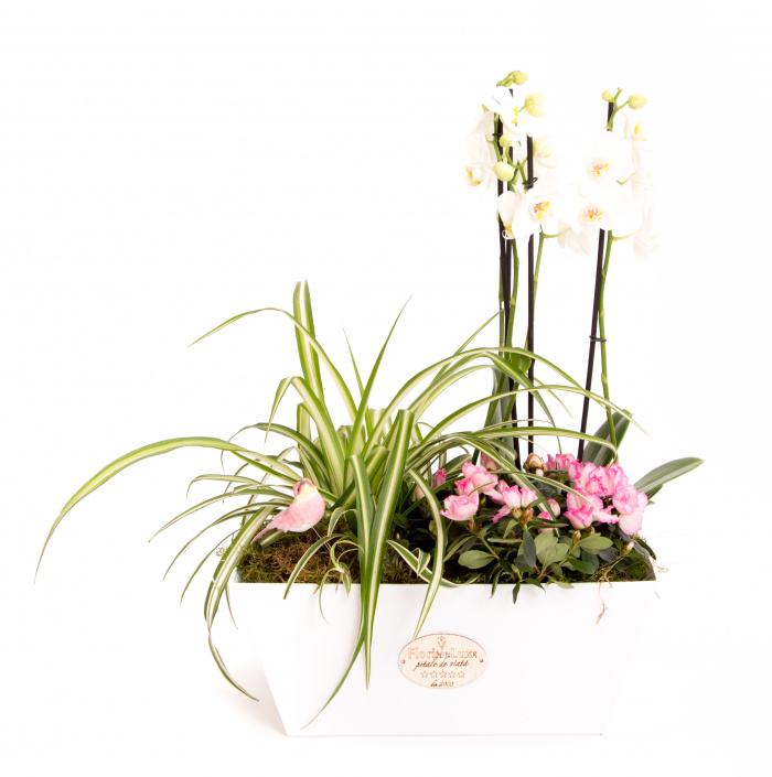 Plante flori de primavara – imaginea 1