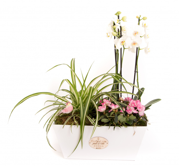 Plante flori de primavara – imaginea 2