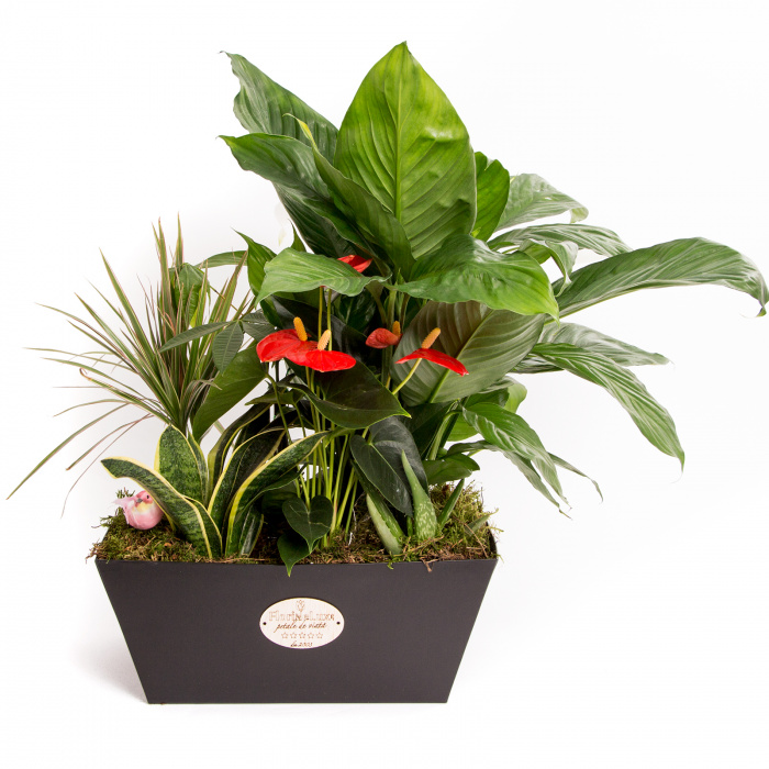 Plante flori elegante – imaginea 1