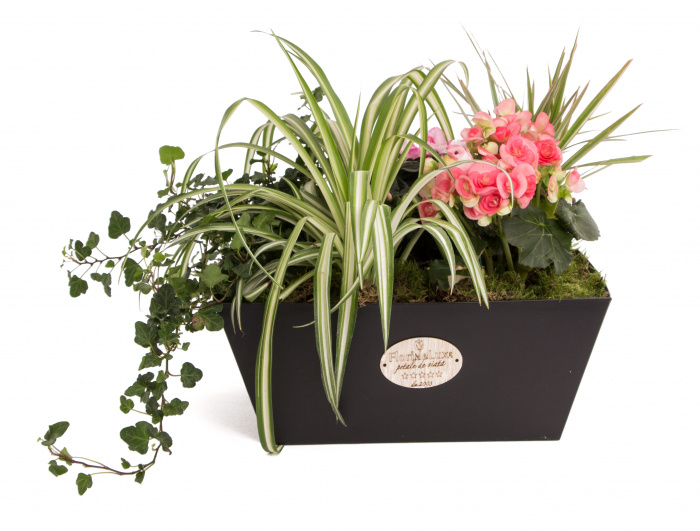 Plante purificatoare de aer – imaginea 1