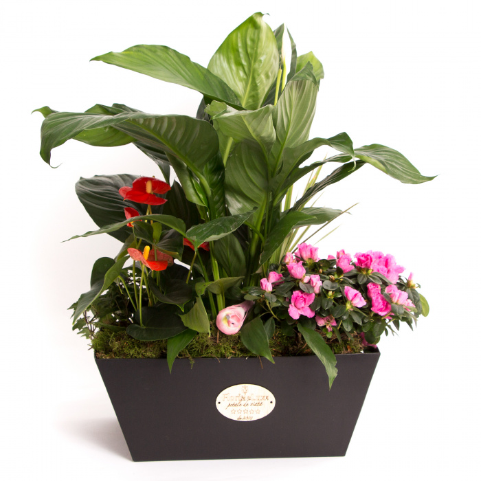 Plante ornamentale de primavara