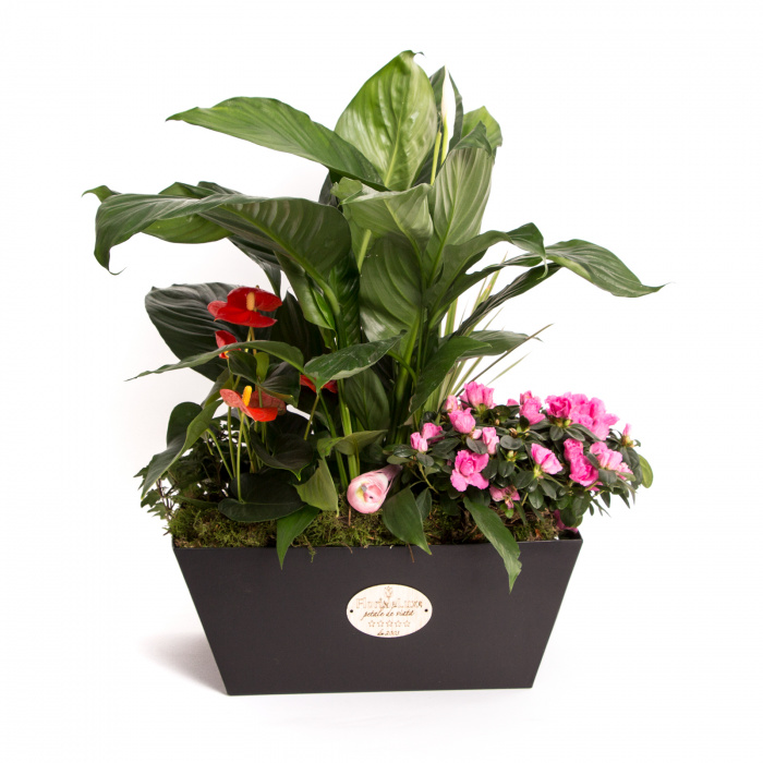 Plante ornamentale de primavara