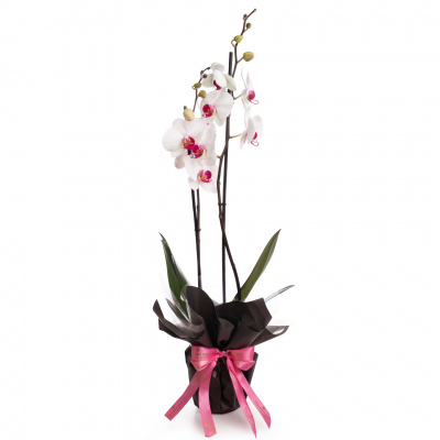 Orhidee phalaenopsis alba si ambalaj