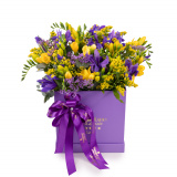 Cutie frezii si iris Purple Happiness – Premium