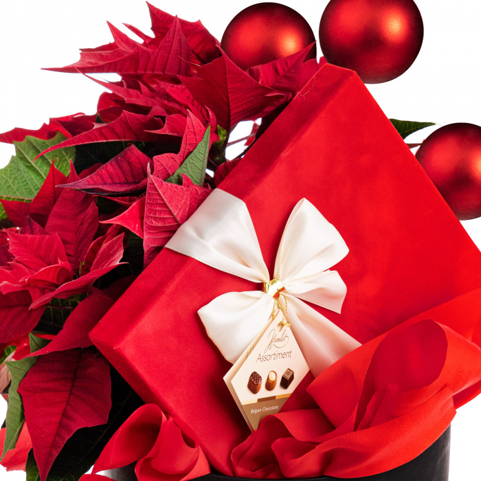 Aranjament floral Craciunita si ciocolata – imaginea 2