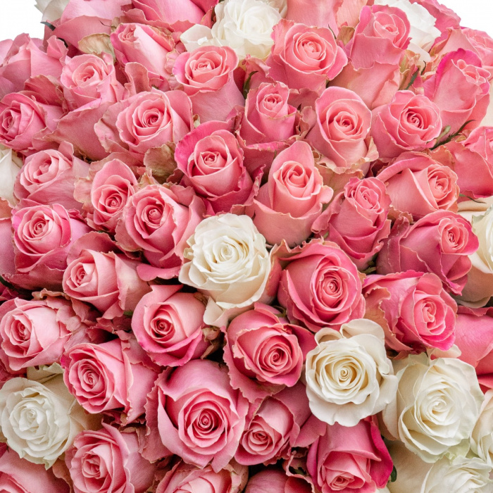Buchet 101 trandafiri roz si albi – imaginea 2