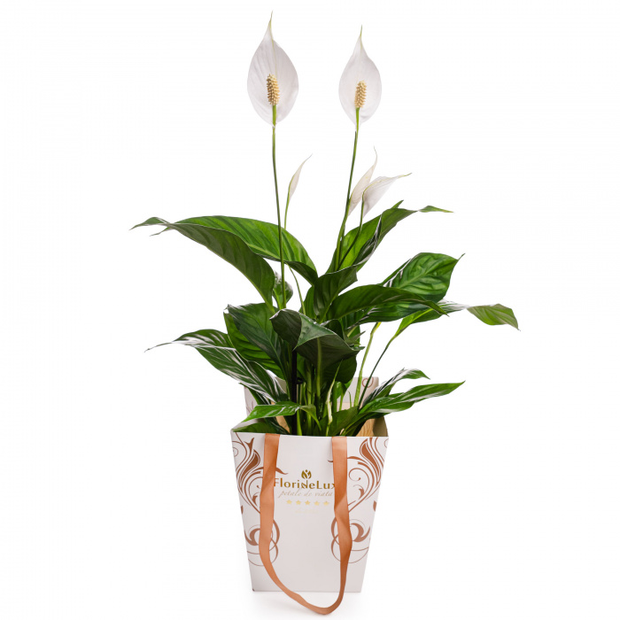 Planta Crinul pacii cadou – imaginea 1