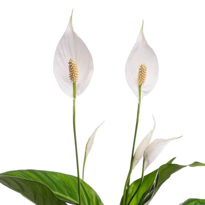 Planta Crinul pacii cadou – imaginea 2