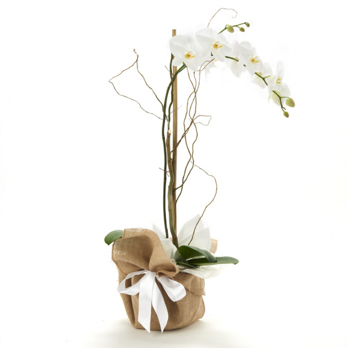 Planta orhidee in sac decorativ – imaginea 1