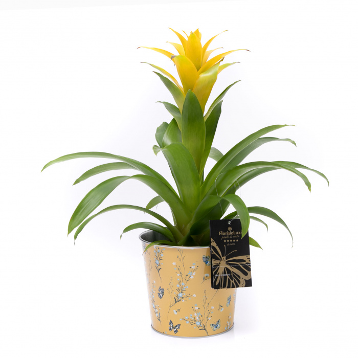 Planta guzmania cadou – imaginea 1
