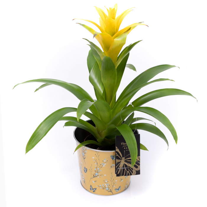 Planta guzmania cadou – imaginea 2