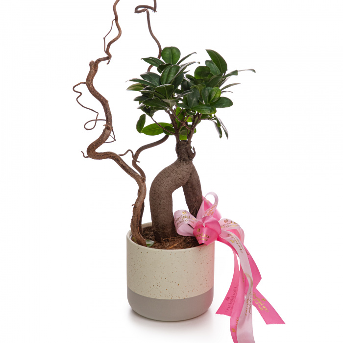 Bonsai ficus – imaginea 1