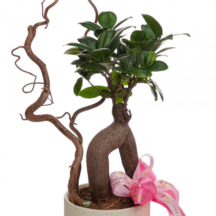 Bonsai ficus – imaginea 2