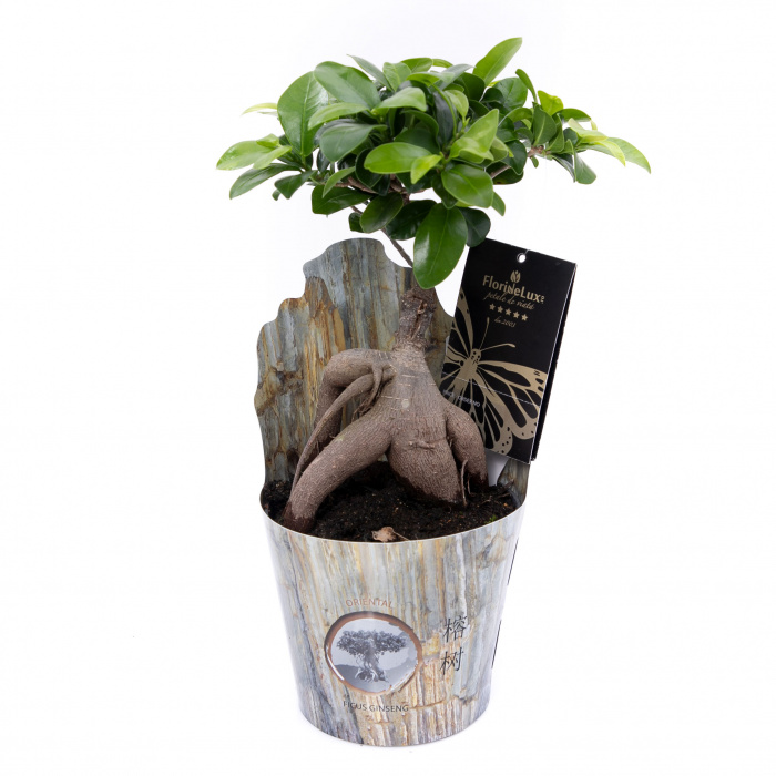 Bonsai Ficus in ghiveci plastic – imaginea 1