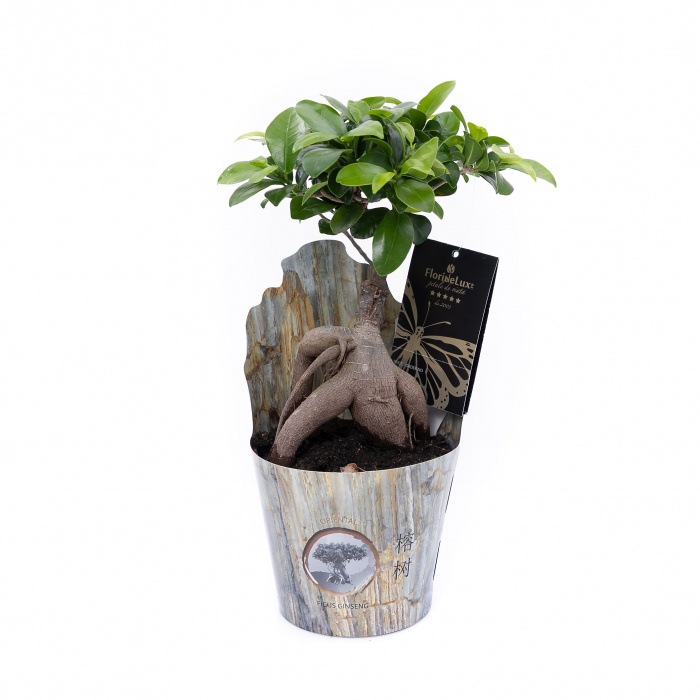 Bonsai Ficus in ghiveci plastic – imaginea 2
