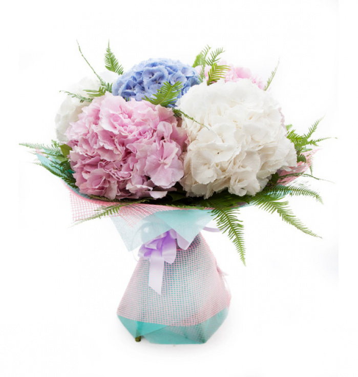 Hortensii serenity blue si rose quartz – imaginea 1
