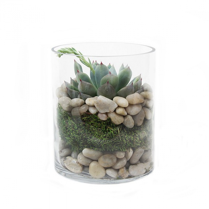 Cadou plante suculente