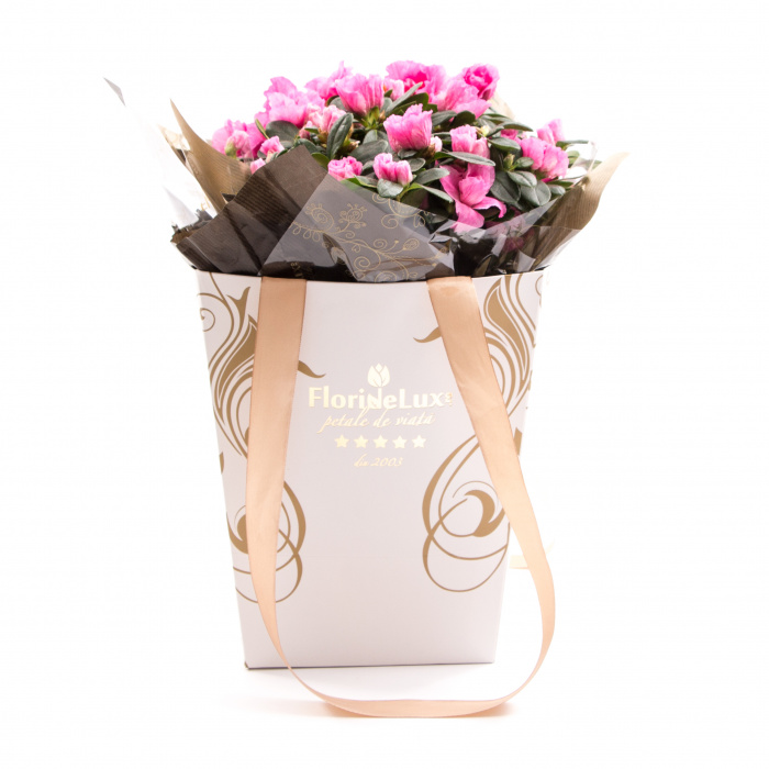 Azaleea planta cadou – imaginea 1