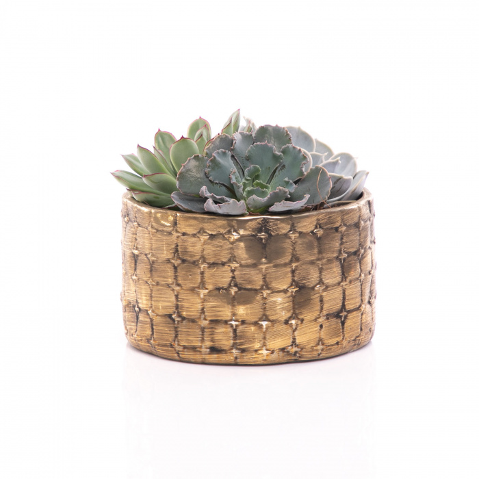 Aranjament plante suculente – imaginea 1