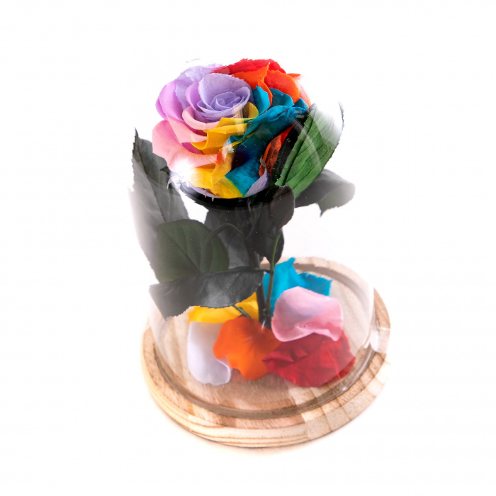 Trandafir criogenat multicolor curcubeu – imaginea 1