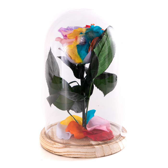 Trandafir criogenat multicolor curcubeu – imaginea 2