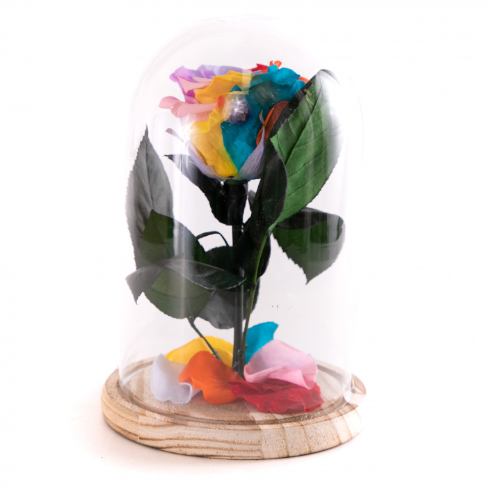 Trandafir criogenat multicolor curcubeu – imaginea 3