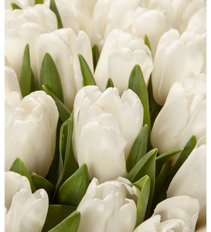 Buchet 101 lalele albe – imaginea 2
