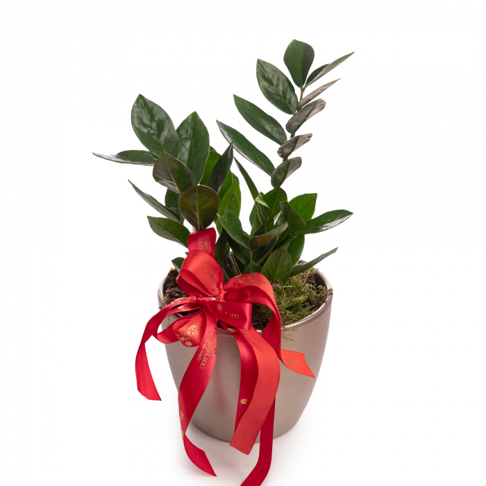 Zamioculcas – imaginea 1