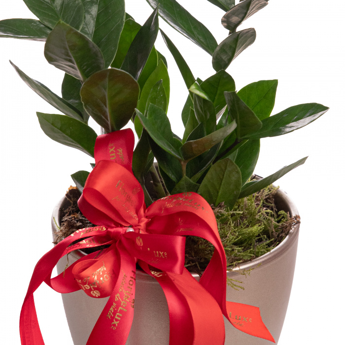 Zamioculcas – imaginea 2