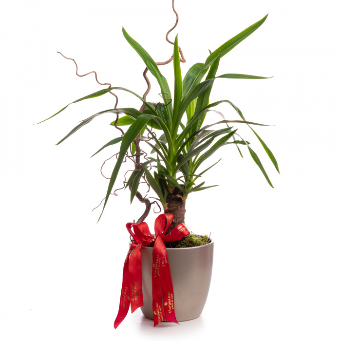 Planta Yucca – imaginea 1