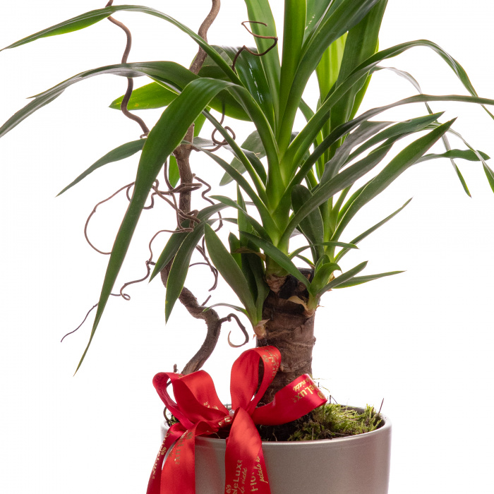 Planta Yucca – imaginea 2